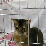 IMG 0929-10 : Cat Show, Knoxville, Tennessee