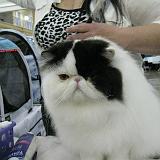 IMG 0935-11 : Cat Show, Knoxville, Tennessee