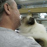 IMG 0937-12 : Cat Show, Knoxville, Tennessee