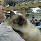 IMG 0938-13 : Cat Show, Knoxville, Tennessee
