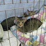 IMG 0944-16 : Cat Show, Knoxville, Tennessee