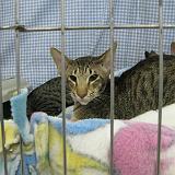 IMG 0945-17 : Cat Show, Knoxville, Tennessee