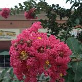 IMG 1139-1 : Crape Myrtles, Knoxville, Tennessee