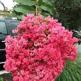 IMG 1141-2 : Crape Myrtles, Knoxville, Tennessee