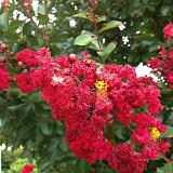 IMG 1145-4 : Crape Myrtles, Knoxville, Tennessee