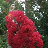 IMG 1147-5 : Crape Myrtles, Knoxville, Tennessee
