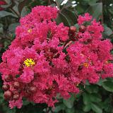 IMG 1155-9 : Crape Myrtles, Knoxville, Tennessee