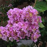 IMG 1159-10 : Crape Myrtles, Knoxville, Tennessee