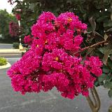 IMG 1163-12 : Crape Myrtles, Knoxville, Tennessee