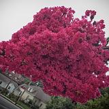 IMG 1165-Edit-13 : Crape Myrtles, Knoxville, Tennessee
