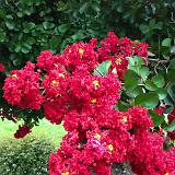 IMG 1169-15 : Crape Myrtles, Knoxville, Tennessee