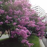 IMG 1177-17 : Crape Myrtles, Knoxville, Tennessee