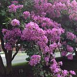 IMG 1179-18 : Crape Myrtles, Knoxville, Tennessee