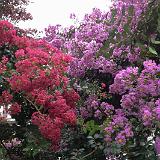 IMG 1181-19 : Crape Myrtles, Knoxville, Tennessee
