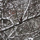 IMG 3030-2 : 2018, December 30, Knoxvile, Snow, Tennessee