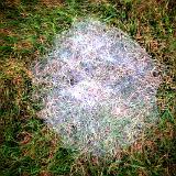 IMG 1541-1 : 2014, Fall, Knoxville, Spider Webs, Tennessee