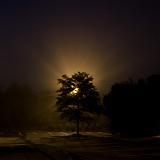IMG 2850-1 : Knoxville, Tennessee, Tree, early morning fog