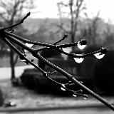 IMG E3508-0001 : Knoxville, At Work, 2019, Tennessee, rain drops