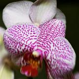 Orchid 2010