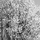 IMG 2993  Dogwood in black and white