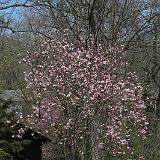 IMG 0565-2 : Knoxville, Spring, Tennessee