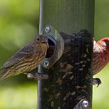 IMG 1087-5 : 2013, Birds, Knoxville, Spring, Tennessee