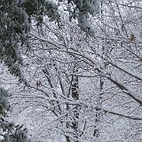 IMG 1509-1 : 2014, Backyard, Knoxville, Snow, Tennessee