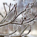 20150217-IMG 1828-4 : 2015, Ice Storm, Knoxville, Winter
