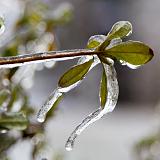 IMG 1822-1 : 2015, Ice Storm, Knoxville, Winter