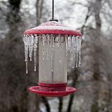 IMG 1826-2 : 2015, Ice Storm, Knoxville, Winter
