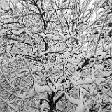 IMG 3167 : Knoxville, Tennessee, 2022, Snow, March 2022