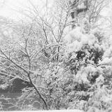 IMG 3171 : Knoxville, Tennessee, 2022, Snow, March 2022