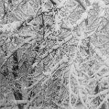 IMG 3177 : Knoxville, Tennessee, 2022, Snow, March 2022
