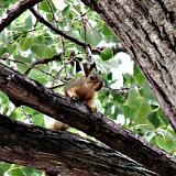 squirrel alert