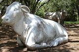 cow_1