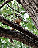 squirrel_alert