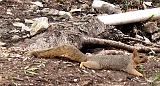 squirrel_laid_back