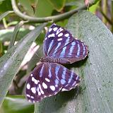 houston butterflies